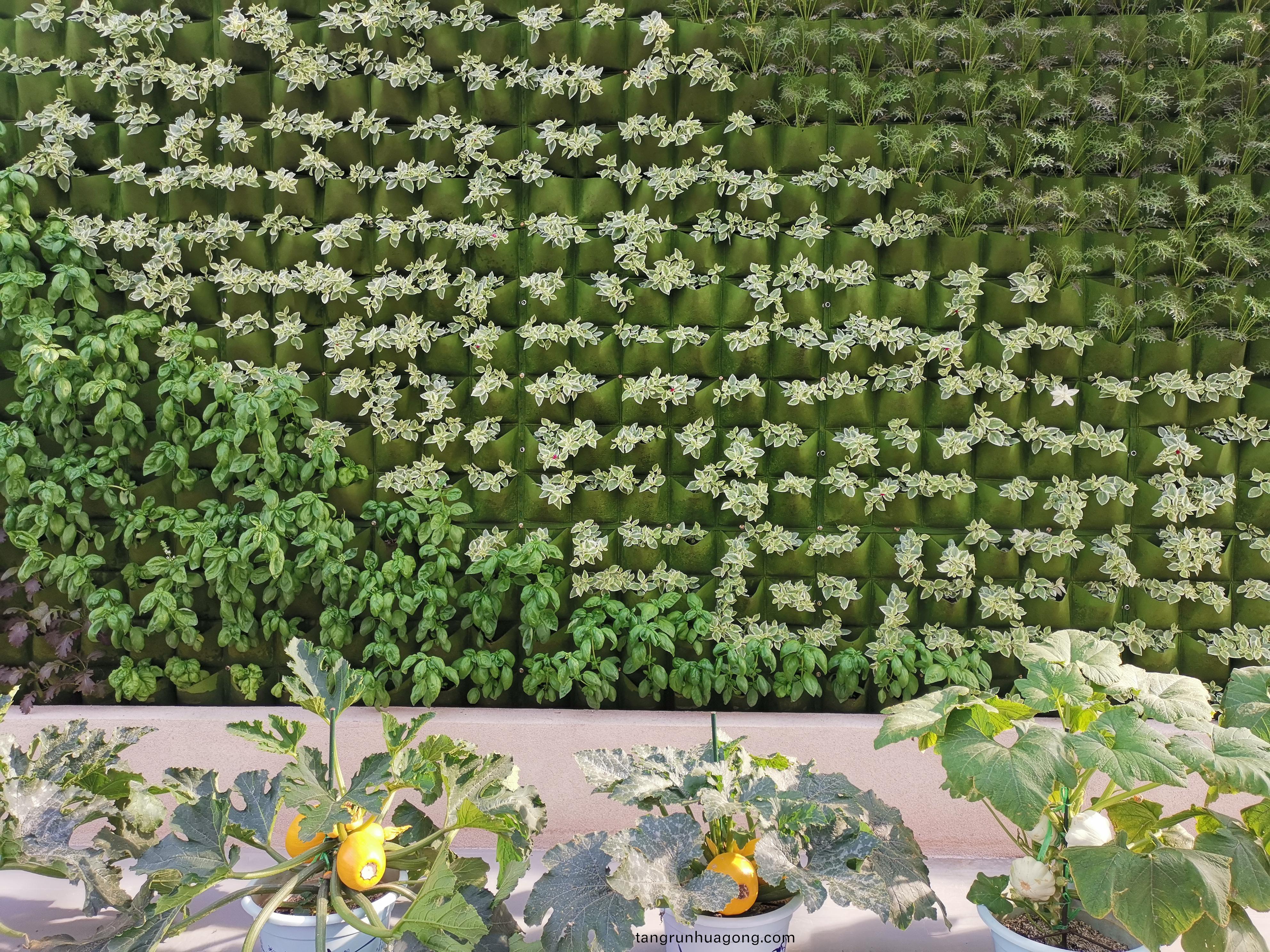 室內蔬菜牆1.jpg